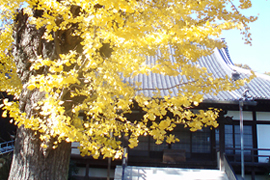 浄土寺の大銀杏