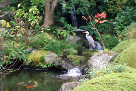 浄土寺の庭にやって来た鷺